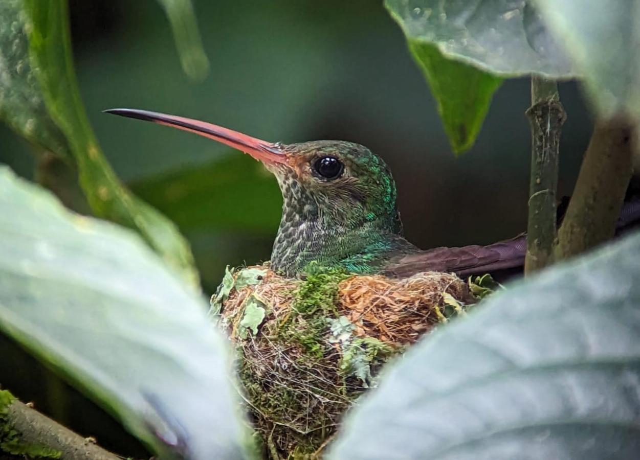 Sendero De Las Aves Миндо Экстерьер фото