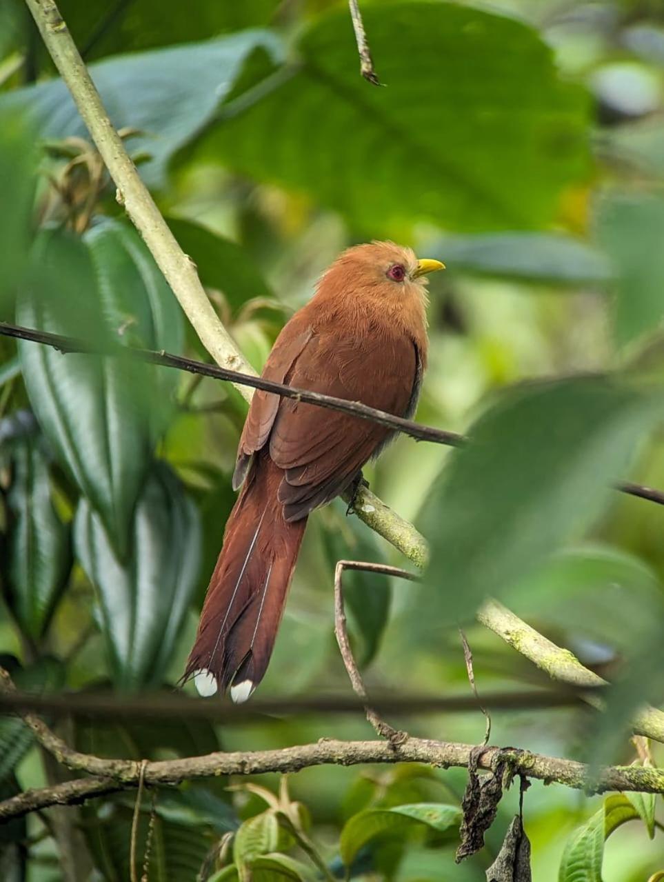 Sendero De Las Aves Миндо Экстерьер фото